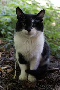 Close-up of cat sitting on field