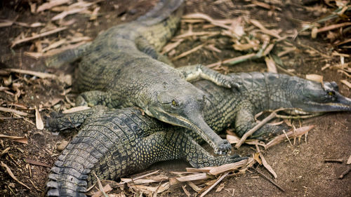 Close-up of lizard