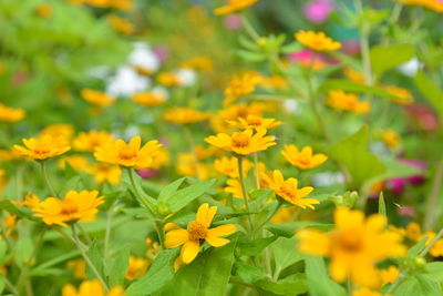 Close-up of yellow flowering plants on field