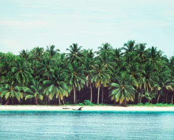 Scenic view of palm trees by sea against sky