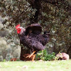 Rooster in a forest