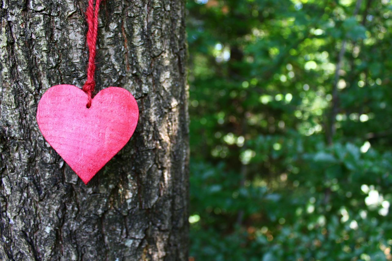 CLOSE-UP OF RED HEART SHAPE ON TREE TRUNK