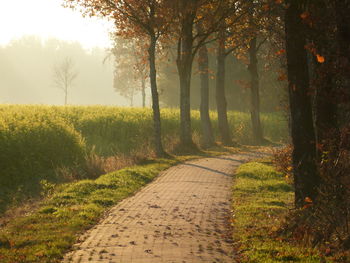 Footpath amidst trees in forest