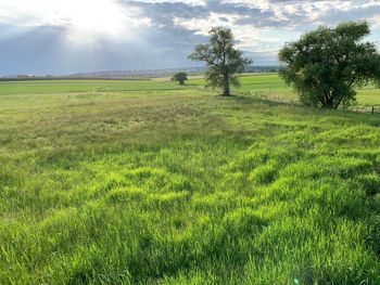 Scenic view of grassy field against sky