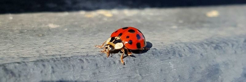 Close-up of ladybug on water