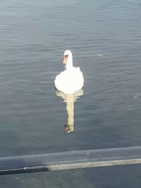 High angle view of swan swimming in lake