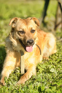 Portrait of dog on field