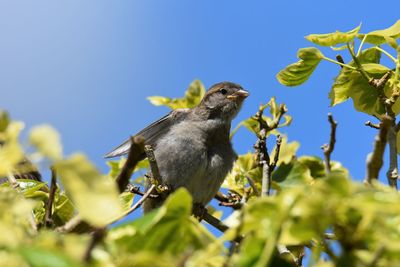 Low angle view of bird perching on plant against sky