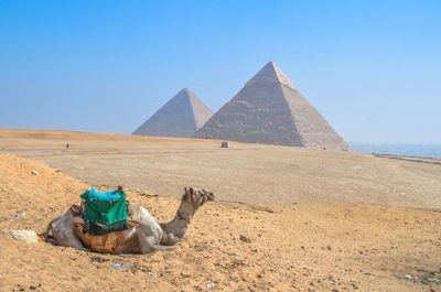 Camel sitting near pyramids of giza