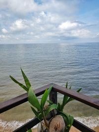 Close-up of plant by sea against sky