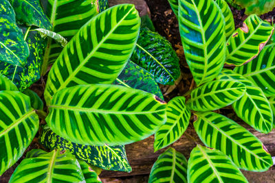 Close-up of green leaves