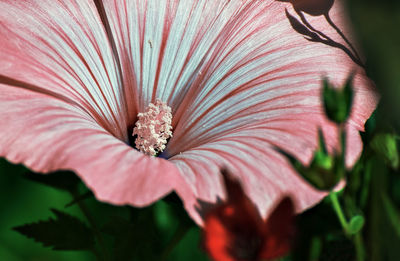 Close-up of hibiscus flower