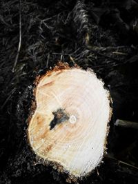 Close-up of tree stump
