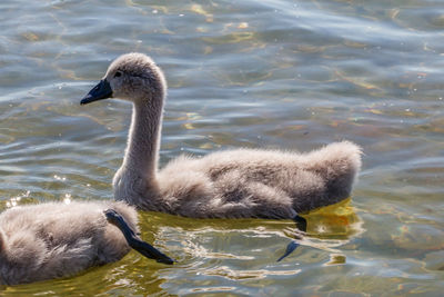 Swan swimming in lake