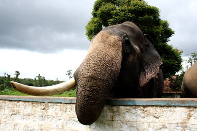 Close-up of elephant statue against sky