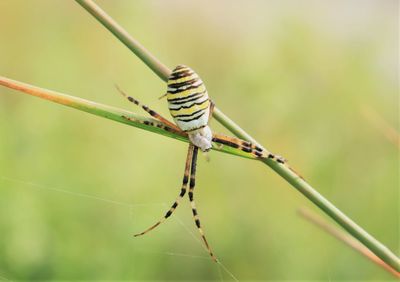 Close-up of insect on twig