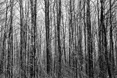 Bare trees in forest