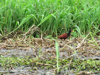 View of duck on field