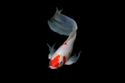 Close-up of fish underwater