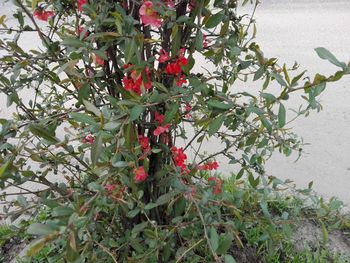 Close-up of red berries on plant