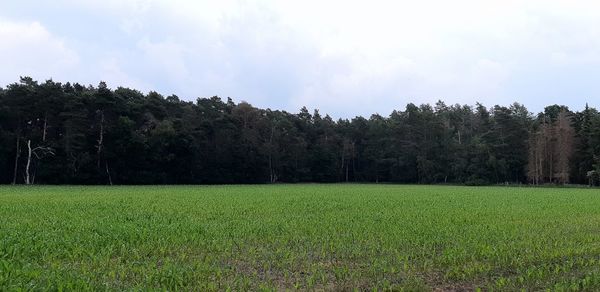 Scenic view of field against sky