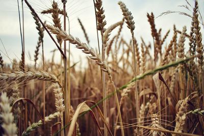 Close-up of stalks in field