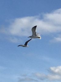Low angle view of seagull flying in sky