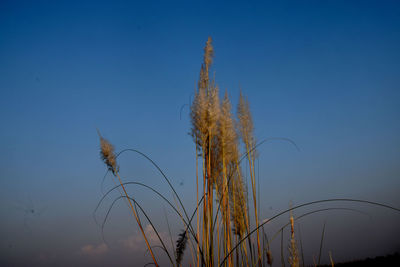 Low angle view of stalks against blue sky