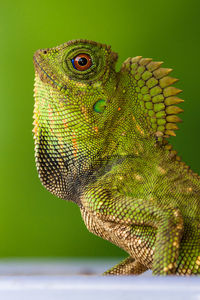 Close-up of a lizard