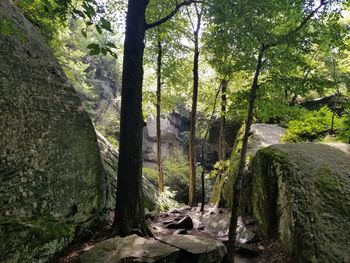 Scenic view of forest