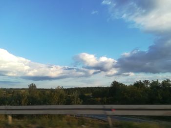 Trees against blue sky