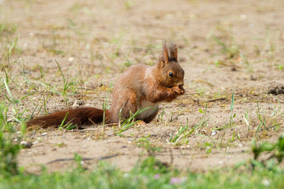 Small squirrel on a field