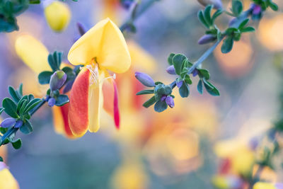 Close-up of yellow flowering plant