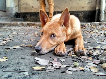 Stray dog relaxing on street