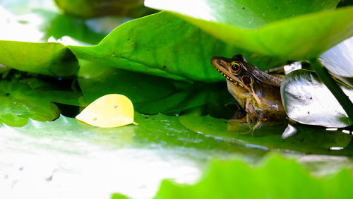 Close-up of grasshopper on leaf