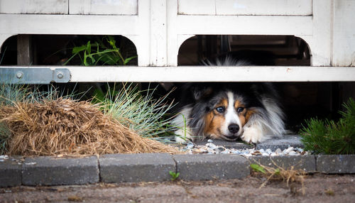 Close-up of dog lying down