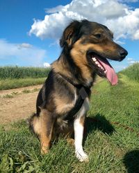 Dog on field against sky