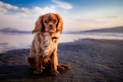 Close-up of dog on beach