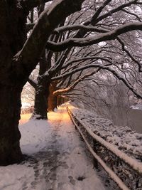 Bare trees on snow covered land