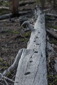 Close-up of tree trunk in forest