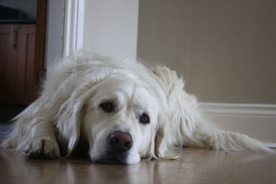 Close-up of dog lying on floor