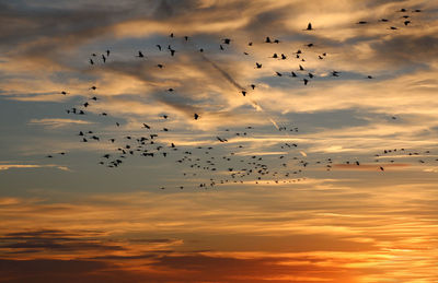 Low angle view of birds flying in sky