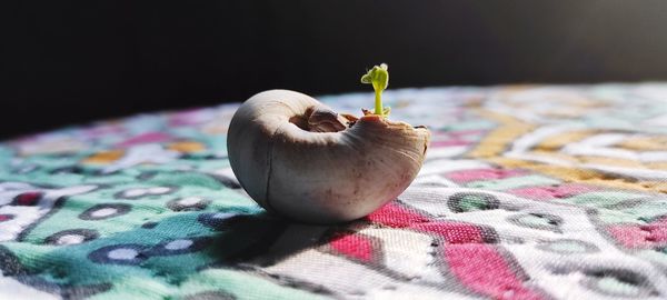 Close-up of apple on table