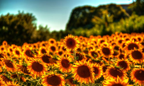 Close-up of sunflower blooming in field