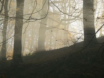 Close-up of trees in forest