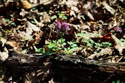 Close-up of plants