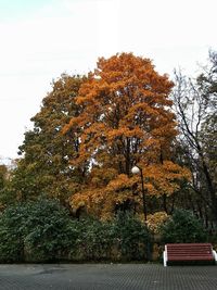 Trees against sky