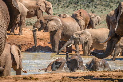 Elephants at lakeshore