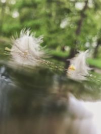 Close-up of bird in water