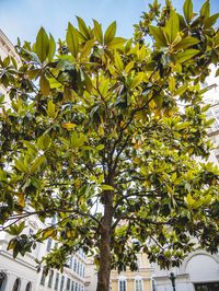 Low angle view of fruits on tree against sky